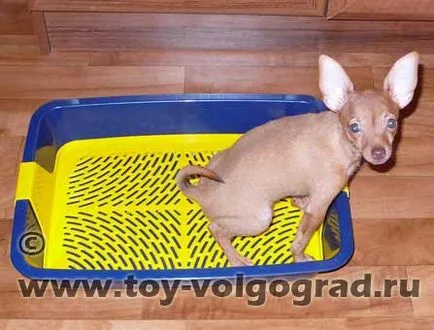 A magyar fajta terrier, hogy (szoktatás a tálca) Mintegy tenyészteni magyar Toy Terrier