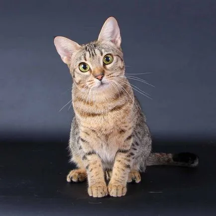 Leírás macska fajta ocicat néz ki, mint cica, felnőtt macska, és a macska, hogy mennyi kő