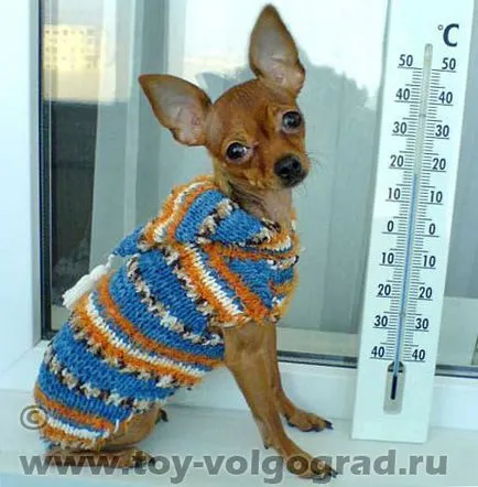 Fajta Magyar Játék terrier (fajta) Mintegy tenyészteni magyar Toy Terrier