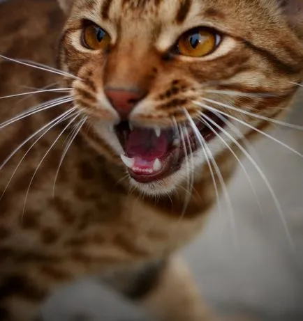 Leírás macska fajta ocicat néz ki, mint cica, felnőtt macska, és a macska, hogy mennyi kő