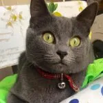 Ocicat macska fotó, videó, a fajta, karakter, egészség