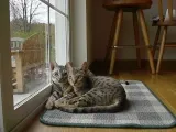 Ocicat fajta leírás, macskák fotó, betű, az ár és az értékelés a tulajdonosok