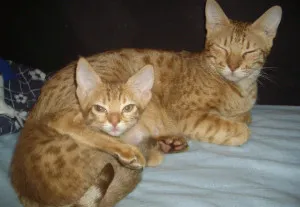 Ocicat fajta leírás, macskák fotó, betű, az ár és az értékelés a tulajdonosok