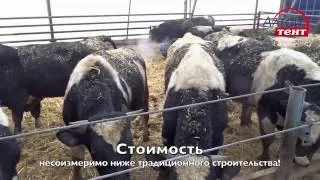 Hizlaló borjú hús otthon hatékony diéta (hizlalás) Hizlaló borjú hús otthon hatékony diéta