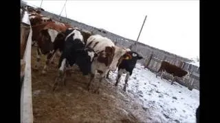 Hizlaló borjú hús otthon hatékony diéta (hizlalás) Hizlaló borjú hús otthon hatékony diéta