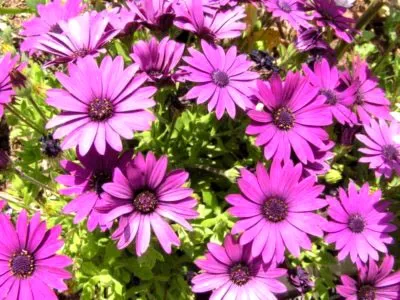 Osteospermum termesztés és karbantartás a nyílt terepen és reprodukciós