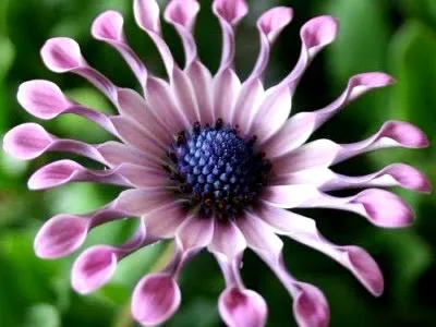 Osteospermum termesztés és karbantartás a nyílt terepen és reprodukciós