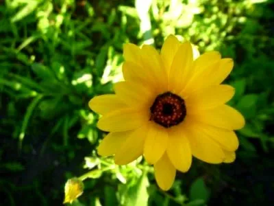 Osteospermum termesztés és karbantartás a nyílt terepen és reprodukciós