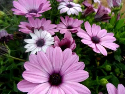Osteospermum termesztés és karbantartás a nyílt terepen és reprodukciós