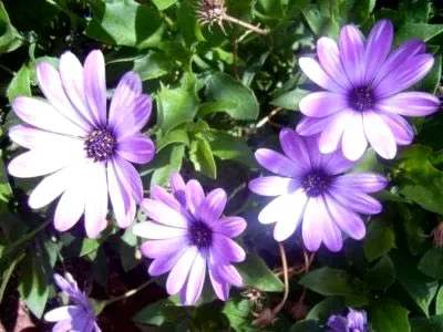 Osteospermum termesztés és karbantartás a nyílt terepen és reprodukciós