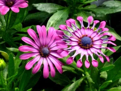 Osteospermum termesztés és karbantartás a nyílt terepen és reprodukciós