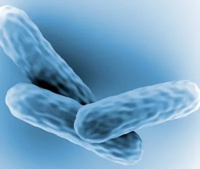 Nyitott forma tuberkulózis, hogy ez a fertőzés kockázatát, és hogyan kerül továbbításra, a tünetek és a kezelés (át) Nyitott forma tuberkulózis, hogy ez a fertőzés kockázatát, és hogyan kerül továbbításra, tünetei és kezelése