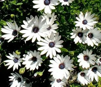 Osteospermum, termesztése és gondozása a kultúra