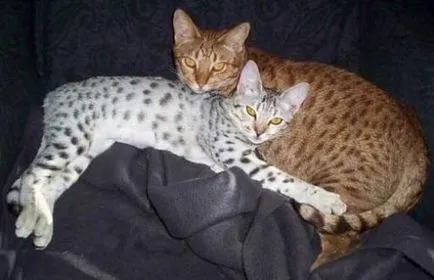 Ocicat - fotók, macskák, cicák, ár, vásárlás, minden a macskák
