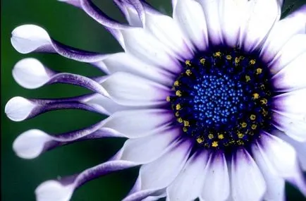 Osteospermum termesztés és gondozás