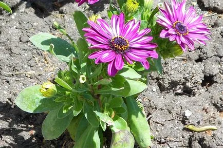 Osteospermum növekvő magról, ellátás és ültető nyílt terepen (fotó) (gondozás) Osteospermum növekvő magról, ellátás és ültető nyílt terepen (fotó)