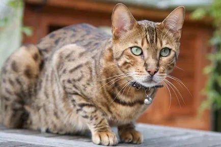 Ocicat macska fotók, árak, fajta leírás, karakter, videó, óvodák - murkote körülbelül macskák és macskák