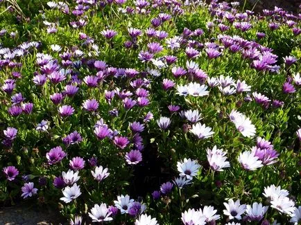 Osteospermum, termesztése és gondozása a kultúra