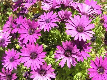 Osteospermum, termesztése és gondozása a kultúra