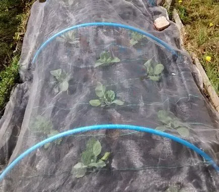 Jellemzői kínai kel növekszik a nyílt területen (káposzta) Különösen a termesztés a kínai kel a nyílt terepen