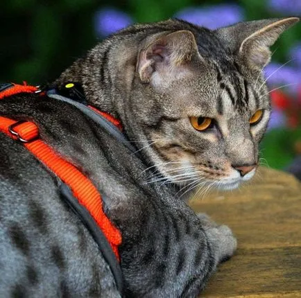 Ocicat macska fotó, videó, a fajta, karakter, egészség