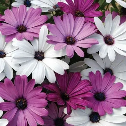 Osteospermum, termesztése és gondozása a kultúra