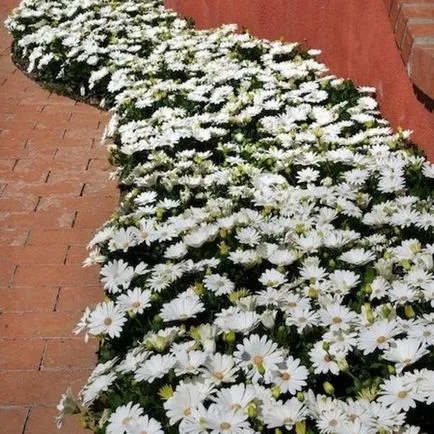Osteospermum, termesztése és gondozása a kultúra