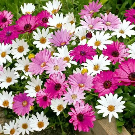 Osteospermum termesztés és gondozás