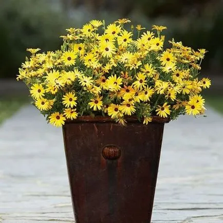 Osteospermum, termesztése és gondozása a kultúra