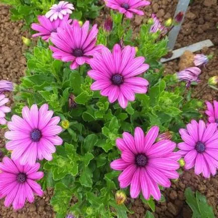 Osteospermum, termesztése és gondozása a kultúra