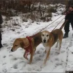 mezei nyúl vadászat őszén chernotropu kutya nélkül