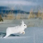 mezei nyúl vadászat őszén chernotropu kutya nélkül