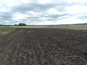 Vadászat a nyulat a chernotropu