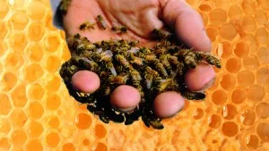 Elsősegély a méh fullánkja, megszüntetve ödéma és duzzanat, vagy ártalom egy szúrás allergia (segítség) Elsősegély a méh fullánkja, megszüntetve ödéma és duzzanat, vagy ártalom egy szúrás allergia