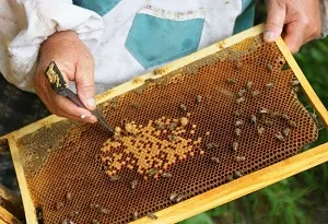Méhészeti mint üzleti első lépéseket, a jövedelmezőség, a haszon (költséghatékonyság) Méhészeti mint üzleti első lépéseket, a nyereségesség, a profik