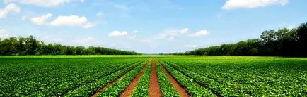 Átigazolások föld egyik kategóriából a másikba 2017 áttekintést fejlesztések (hogyan kell fordítani a mezőgazdasági földterület egy másik kategória) Átigazolások föld egyik kategóriából a másikba 2017 áttekintést változások