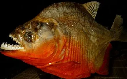 Piranha - a legtöbb ragadozó halakat
