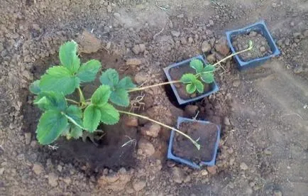 Transzplantációs eper, milyen a növény és az újratelepítést eper