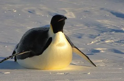 Penguins, állat enciklopédia