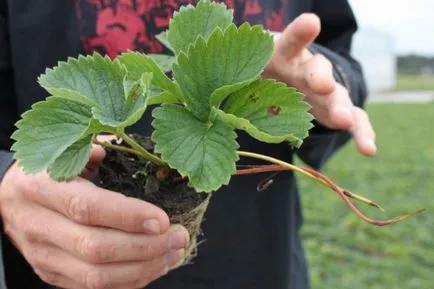 Transzplantációs eper ősszel