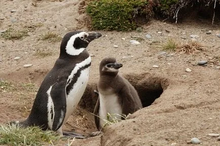 Penguins, állat enciklopédia