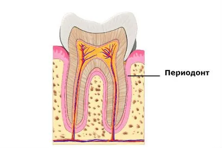 Periodontal, akkor a szerkezet, funkció, típusú betegségek