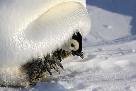 Penguins, állat enciklopédia