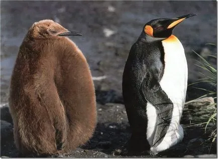 Penguins - szokatlan madarak