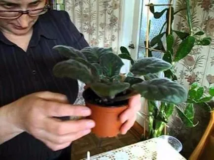 Transzplantációs ibolya otthon (videó)