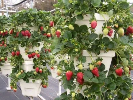 Transzplantációs eper ősszel