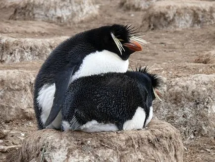 Penguins, állat enciklopédia
