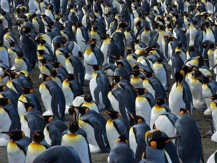 Penguins, állat enciklopédia