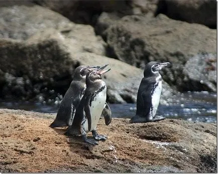 Penguins - szokatlan madarak