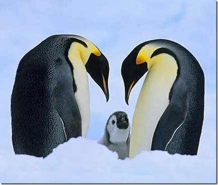 Penguins - szokatlan madarak